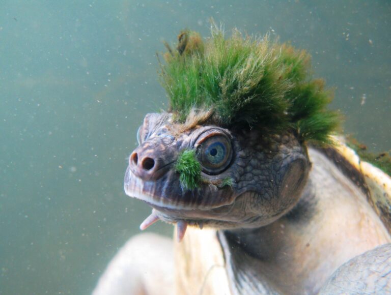 Esta tartaruga punk rock com cabelos verdes está em extinção na Austrália