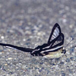 Borboleta Cauda-de-Dragão 🤍