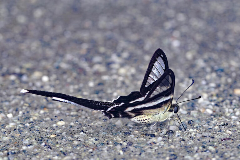 Borboleta Cauda-de-Dragão 🤍