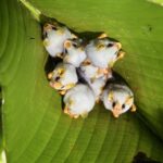 Morcego branco: conheça as curiosidades dessa espécie rara
