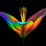 Vencedores da macro fotografia internacional de jardins do ano de 2020