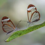 Borboletas Glasswing têm asas que parecem janelas transparentes