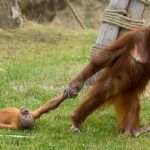 Birra: você já viu essa cena antes, mas com humanos!