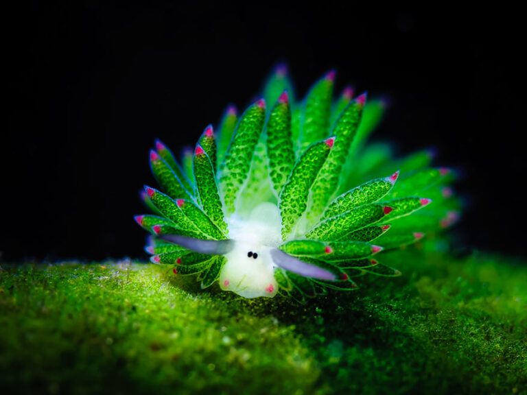 Conheça a simpática “Ovelha de folha”: o único animal que pode fotossintetizar