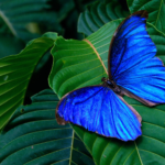 Tudo azul: Borboleta Morpho
