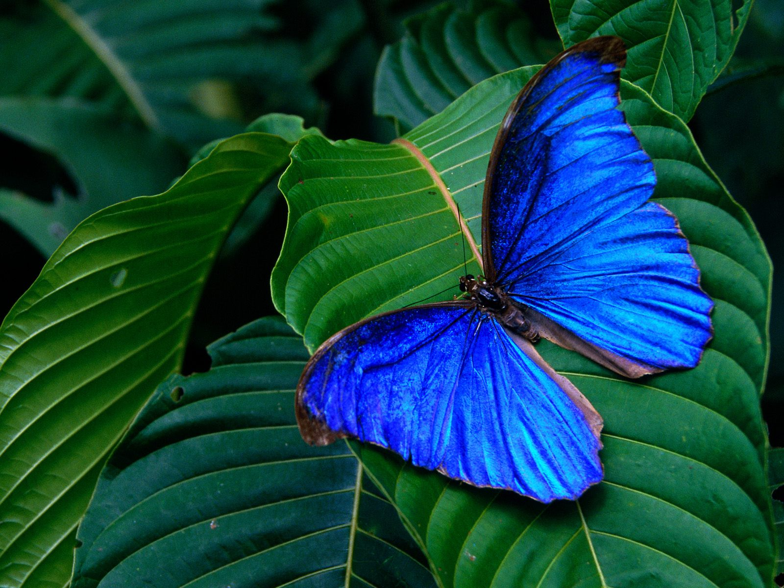 Tudo azul: Borboleta Morpho