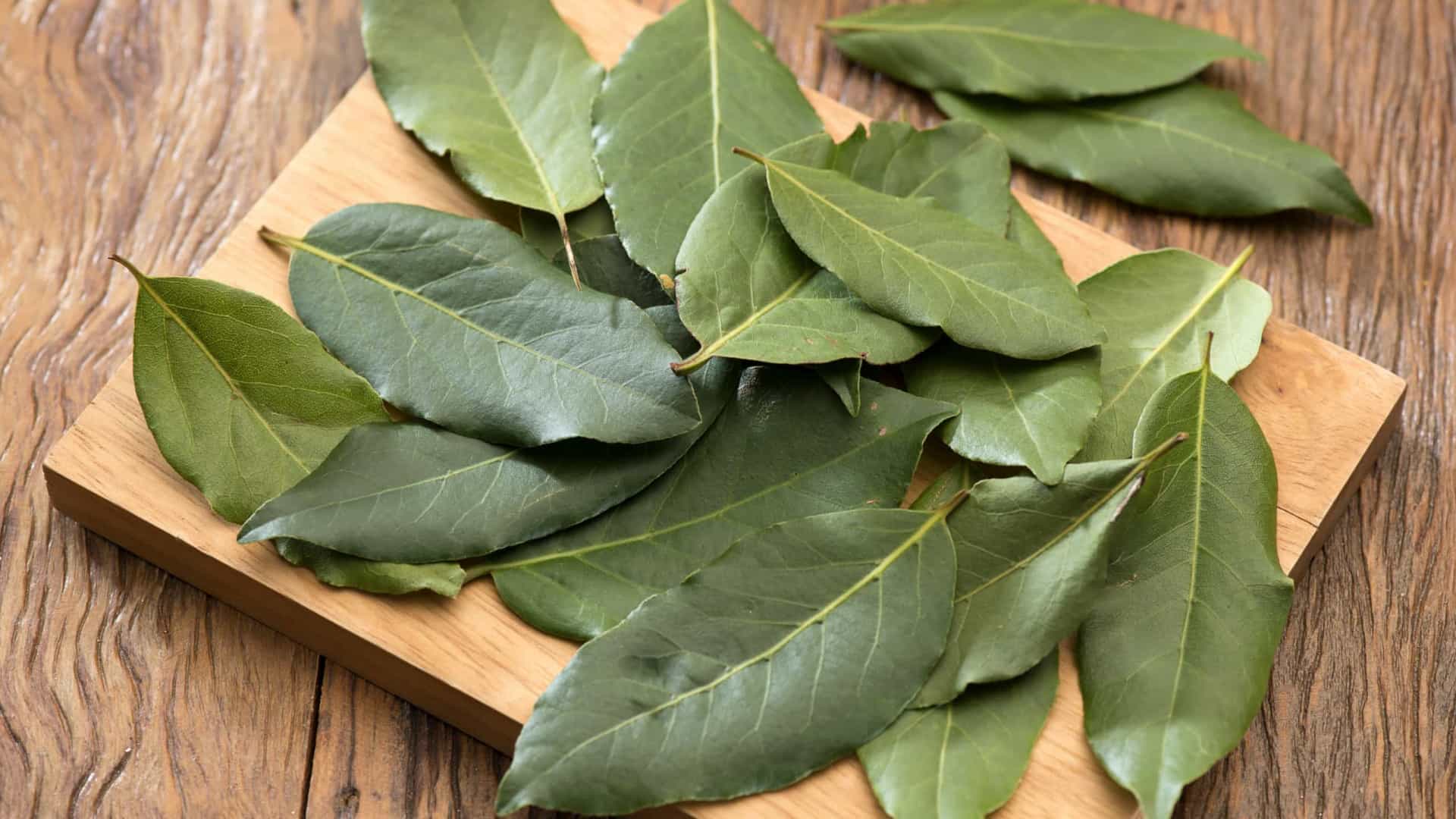 Folha De Louro – 21 usos alternativos que vão te surpreender!