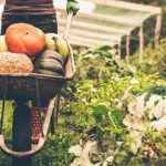 O que são alimentos orgânicos?