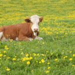 A Vaca como Símbolo Sagrado e outras Simbologias