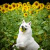 Sessão de fotos inusitada com cães que descobrem como os girassóis são saborosos