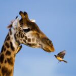Este fotógrafo se aventurou para tirar incríveis fotos da vida selvagem