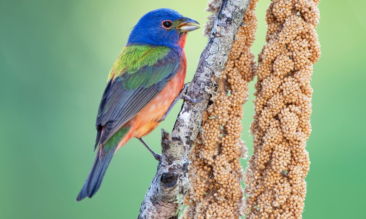 Fazendeiro dedica meio acre de sua terra para cultivar alimentos para pássaros silvestres