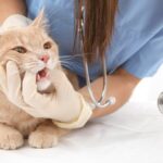 Tártaro em cães e gatos: confira dicas simples para resolver o problema