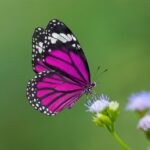 Quais plantas atraem Borboletas? Veja a lista!