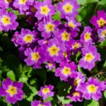 Flores indicadas para cultivar na primavera