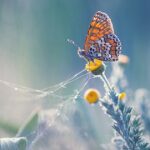 Fotos macro encantadoras nos levam para dentro de um minúsculo mundo mágico