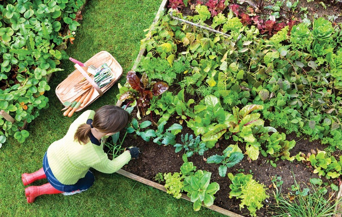 Receitas para afastar “bichinhos indesejados” da horta