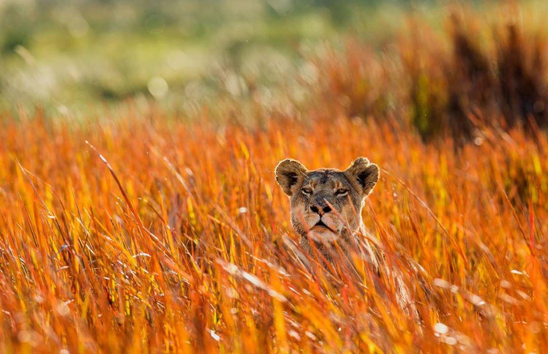 Este fotógrafo se aventurou para tirar incríveis fotos da vida selvagem – Unebrasil