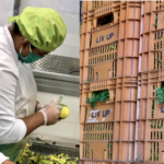 Iniciativa vai doar 1 tonelada de orgânicos por semana para ONGs