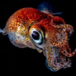 Fotografias subaquáticas mais deslumbrantes de 2020