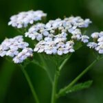 Mil-folhas: planta medicinal amiga das mulheres