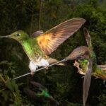 As incríveis fotos vencedoras do concurso Fotógrafo de Pássaros do Ano