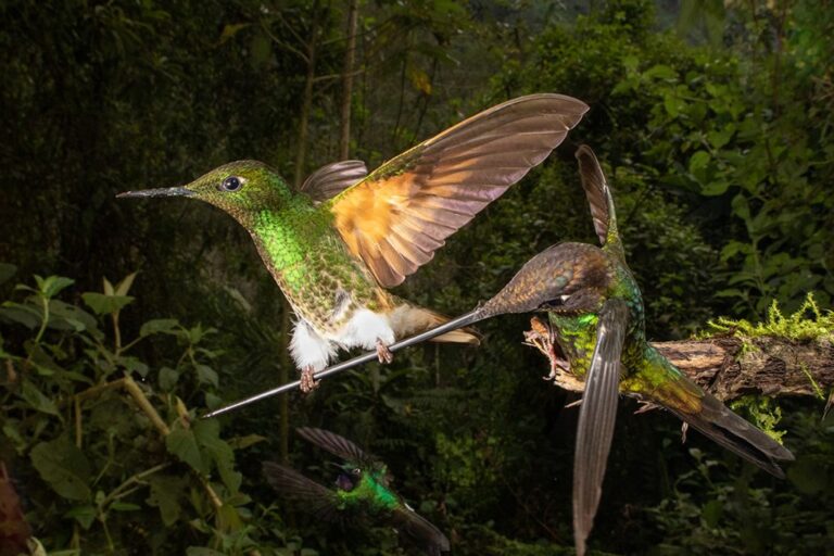 As incríveis fotos vencedoras do concurso Fotógrafo de Pássaros do Ano
