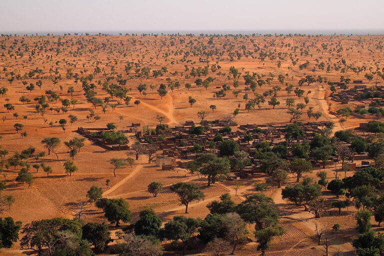 Cientistas descobrem floresta no meio do deserto do Saara