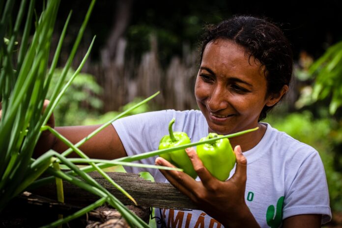 Produzindo alimentos no quintal, moradora do Piauí vira referência gastronômica
