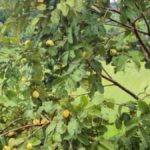 Goiabeira é usada para a cura das mais diversas doenças