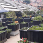 Paraisópolis ganha horta comunitária