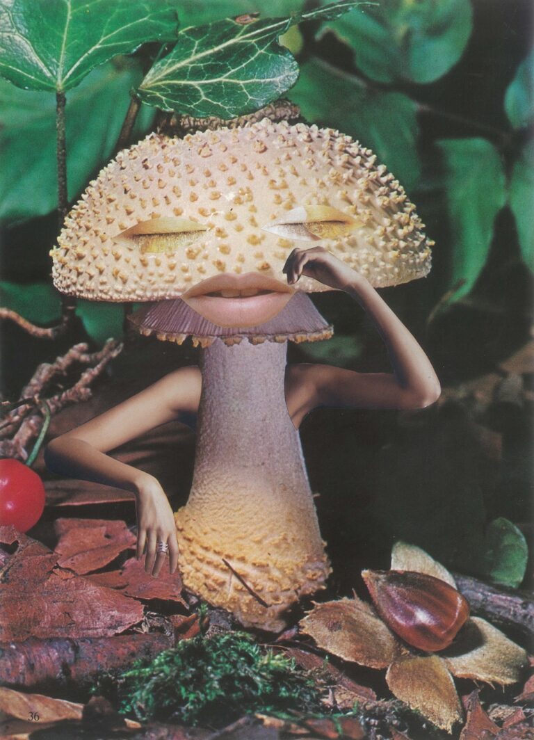 Por dentro do maravilhoso mundo dos cogumelos