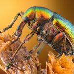 Maravilhe-se com a vida sob o microscópio com os vencedores do Concurso Nikon Small World Photo