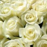 Máscara de rosas brancas para acalmar e nutrir a pele