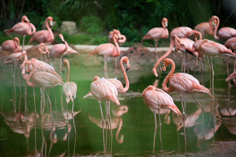 Desfile rosa: flamingos são filmados por drone durante migração