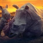 Essa animação incrível conta a história de diversos animais que enfrentam a extinção