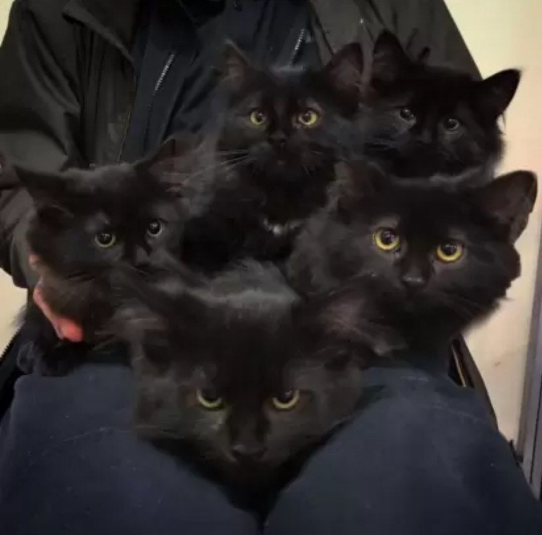 **Vídeo** Domesticar animais aumenta a autoconsciência?