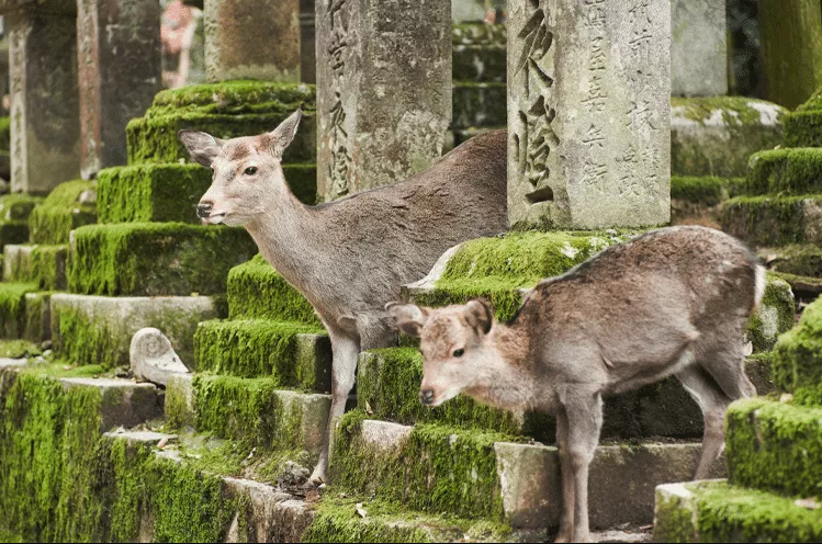 Sacolas plásticas comestíveis para proteger o cervo sagrado de Nara – Japão