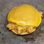 Tartaruga albina rara parece uma fatia de queijo