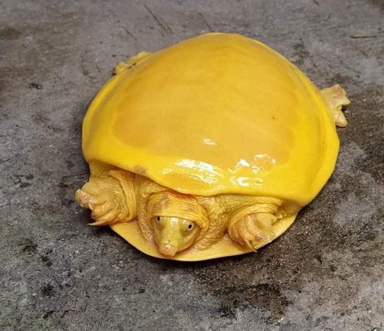 Tartaruga albina rara parece uma fatia de queijo