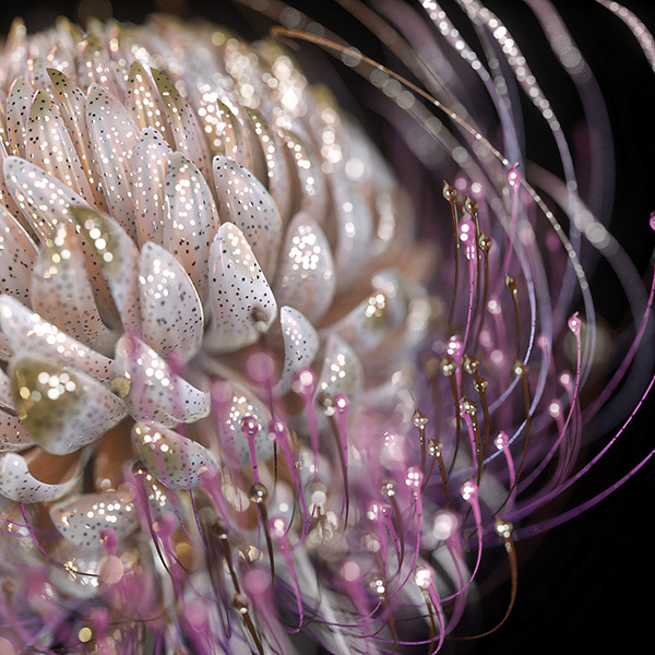 Flores artificiais: a botânica digital mostra os fractais, as tesselações e as características repetitivas do mundo natural