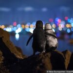 Incríveis finalistas do Ocean Photography Awards homenageiam os mares