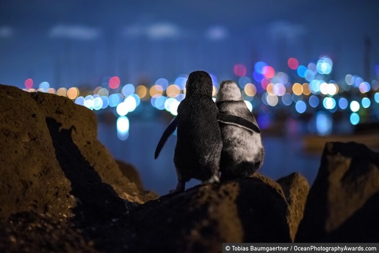 Incríveis finalistas do Ocean Photography Awards homenageiam os mares