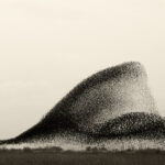 SOL NEGRO: Bandos amorfos de estorninhos aumentam acima dos pântanos dinamarqueses