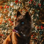 Veja que fofo este Husky Siberiano cor castanho chocolate