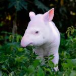 Antinha albina é a coisa mais fofa que você vai ver hoje