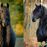 Conheça Frederik, considerado o cavalo mais bonito do mundo