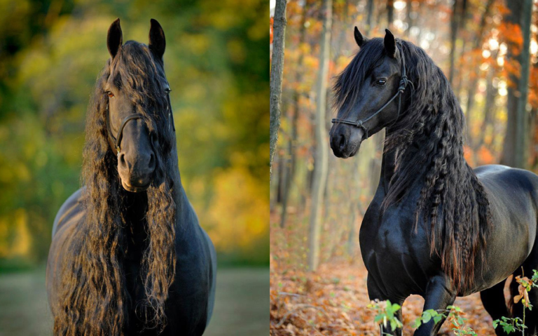 Conheça Frederik, considerado o cavalo mais bonito do mundo