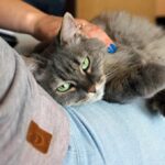 Plataforma online facilita adoção segura de cães e gatos