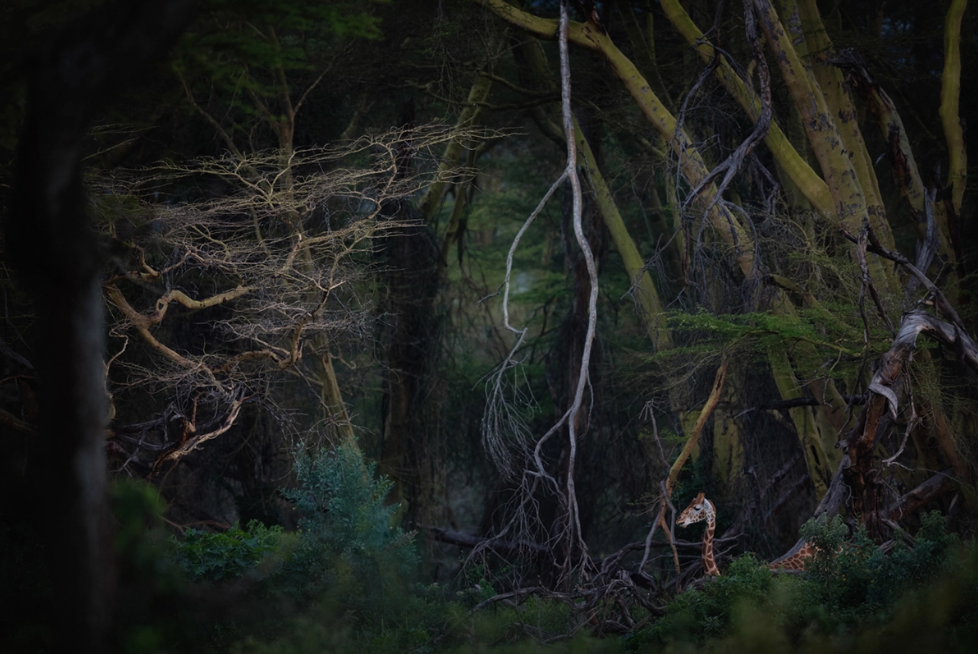 Vencedores incríveis da competição Fotógrafo da Natureza do Ano 2020